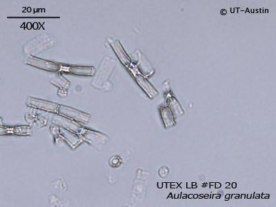 <strong>UTEX LB FD20</strong> <br><i>Aulacoseira granulata</i>