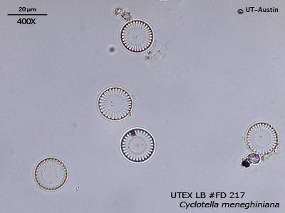 UTEX LB FD217 Cyclotella meneghiniana | UTEX Culture Collection of Algae