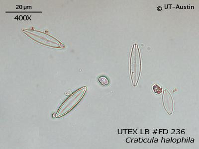 <strong>UTEX LB FD236</strong> <br><i>Craticula halophila</i>