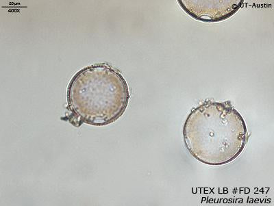 <strong>UTEX LB FD247</strong> <br><i>Pleurosira laevis</i>