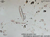 UTEX LB FD263 Gyrosigma spencerii var. curvula | UTEX Culture Collection of Algae