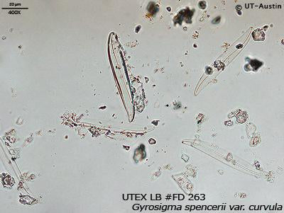 <strong>UTEX LB FD263</strong> <br><i>Gyrosigma spencerii var. curvula</i>