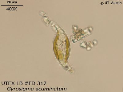 <strong>UTEX LB FD317</strong> <br><i>Gyrosigma acuminatum</i>