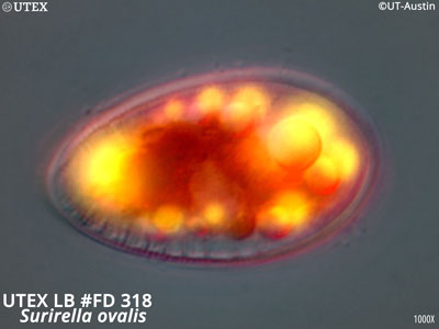 UTEX LB FD318 Surirella ovalis 1000X Magnification | fluorescence microscopy image showing autofluorescence of chlorophyll (red) and lipid droplets labeled with Nile Red (yellow) | UTEX Culture Collection of Algae