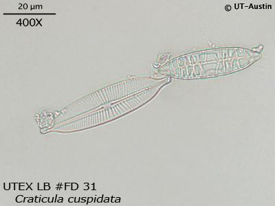 <strong>UTEX LB FD31</strong> <br><i>Craticula cuspidata</i>