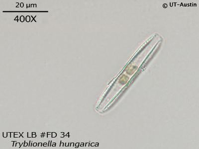 <strong>UTEX LB FD34</strong> <br><i>Tryblionella hungarica</i>