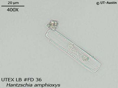 <strong>UTEX LB FD36</strong> <br><i>Hantzschia amphioxys</i>