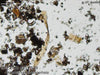 UTEX LB FD378 Fragilaria crotonensis | UTEX Culture Collection of Algae