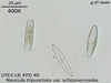 UTEX LB FD40 Navicula tripunctata var. schizonemoides | UTEX Culture Collection of Algae