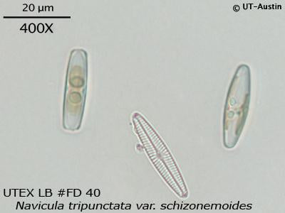 <strong>UTEX LB FD40</strong> <br><i>Navicula tripunctata var. schizonemoides</i>