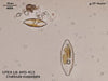 UTEX LB FD413 Craticula cuspidata | UTEX Culture Collection of Algae