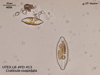 UTEX LB FD413 Craticula cuspidata | UTEX Culture Collection of Algae