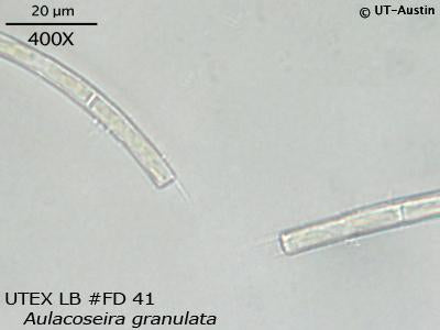 <strong>UTEX LB FD41</strong> <br><i>Aulacoseira granulata</i>