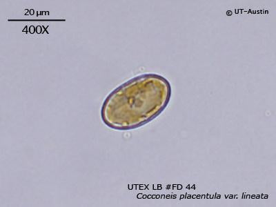 UTEX LB FD44 Cocconeis placentula var. lineata | UTEX Culture Collection of Algae