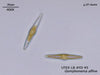 UTEX LB FD45 Gomphonema affine | UTEX Culture Collection of Algae