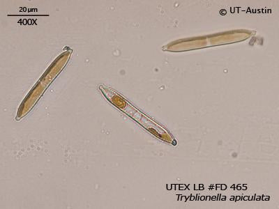 <strong>UTEX LB FD465</strong> <br><i>Tryblionella apiculata</i>