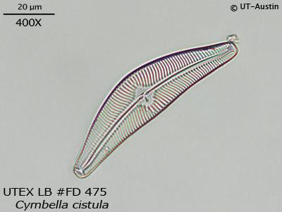 <strong>UTEX LB FD475</strong> <br><i>Cymbella cistula</i>