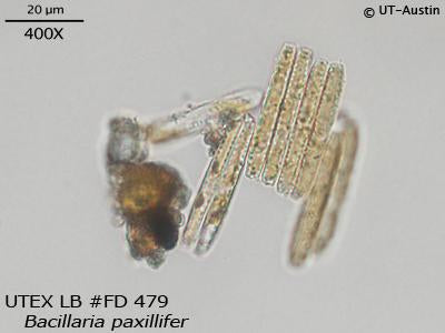 <strong>UTEX LB FD479</strong> <br><i>Bacillaria paxillifer</i>