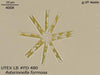 UTEX LB FD480 Asterionella formosa | UTEX Culture Collection of Algae