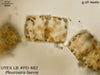 UTEX LB FD482 Pleurosira laevis | UTEX Culture Collection of Algae