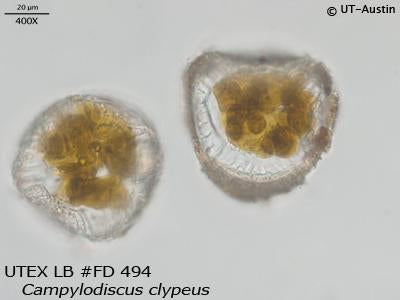 <strong>UTEX LB FD494</strong> <br><i>Campylodiscus clypeus</i>