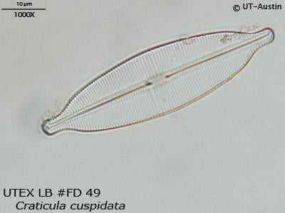 <strong>UTEX LB FD49</strong> <br><i>Craticula cuspidata</i>