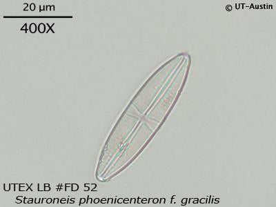 UTEX LB FD52 Stauroneis phoenicenteron f. gracilis | UTEX Culture Collection of Algae