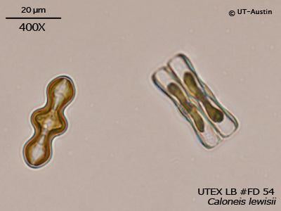 UTEX LB FD54 Caloneis lewisii | UTEX Culture Collection of Algae