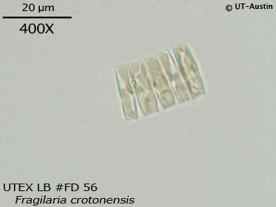 <strong>UTEX LB FD56</strong> <br><i>Fragilaria crotonensis</i>