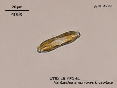 UTEX LB FD61 Hantzschia amphioxys f. capitata | UTEX Culture Collection of Algae