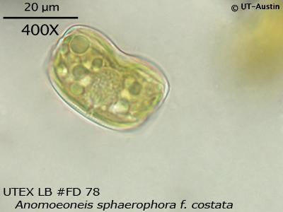 UTEX LB FD78 Anomoeoneis sphaerophora f. costata | UTEX Culture Collection of Algae