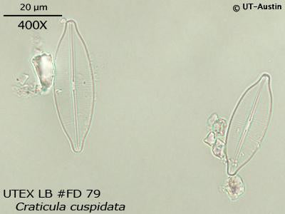 <strong>UTEX LB FD79</strong> <br><i>Craticula cuspidata</i>