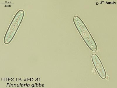 <strong>UTEX LB FD81</strong> <br><i>Pinnularia gibba</i>