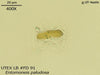 UTEX LB FD91 Entomoneis paludosa | UTEX Culture Collection of Algae