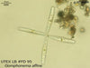UTEX LB FD95 Gomphonema affine | UTEX Culture Collection of Algae