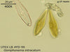 UTEX LB FD99 Gomphonema intracatum | UTEX Culture Collection of Algae