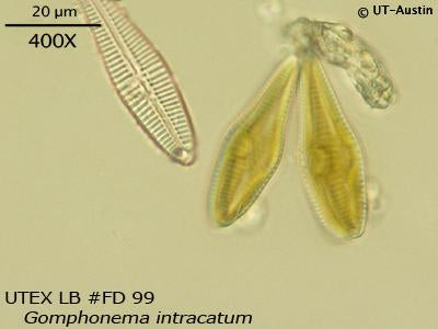 <strong>UTEX LB FD99</strong> <br><i>Gomphonema intracatum</i>