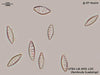 UTEX LB FD135 Denticula kuetzingii | UTEX Culture Collection of Algae