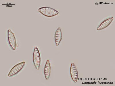 UTEX LB FD135 Denticula kuetzingii | UTEX Culture Collection of Algae