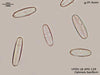 UTEX LB FD139 Caloneis bacillum | UTEX Culture Collection of Algae