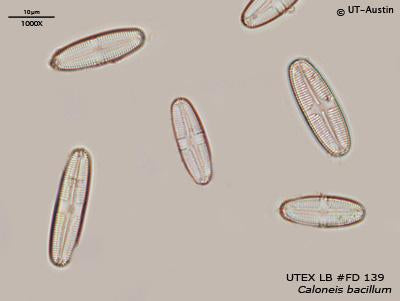 <strong>UTEX LB FD139</strong> <br><i>Caloneis bacillum</i>