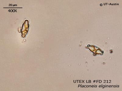 <strong>UTEX LB FD212</strong> <br><i>Placoneis elginensis</i>