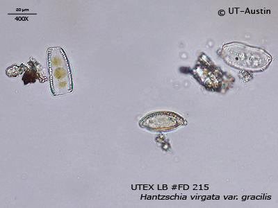 <strong>UTEX LB FD215</strong> <br><i>Hantzschia virgata var. gracilis</i>