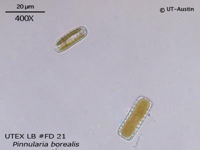 <strong>UTEX LB FD21</strong> <br><i>Pinnularia borealis</i>