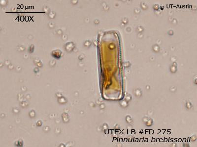 <strong>UTEX LB FD275</strong> <br><i>Pinnularia brebissonii</i>