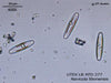 UTEX LB FD277 Navicula libonensis | UTEX Culture Collection of Algae