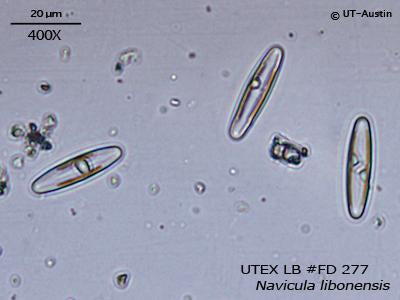 <strong>UTEX LB FD277</strong> <br><i>Navicula libonensis</i>