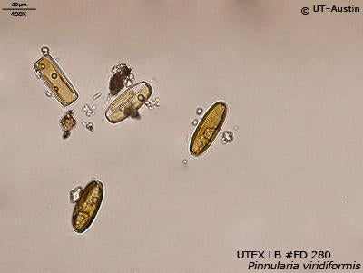 <strong>UTEX LB FD280</strong> <br><i>Pinnularia viridiformis</i>