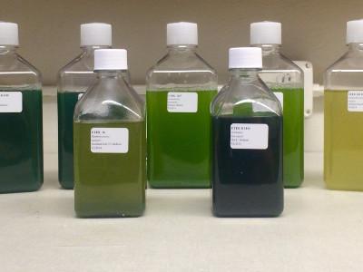 Bulk Microalgae