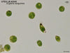 UTEX LB 2345 Euglena sanguinea (400X) | UTEX Culture Collection of Algae